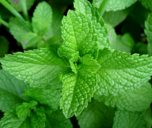 PEPERMUNT Mentha piperita