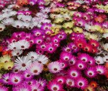 Mesembryanthemum