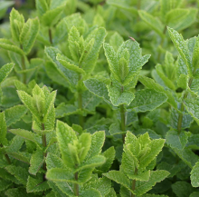 MAROKKAANSE MUNT Mentha spicata Marocco