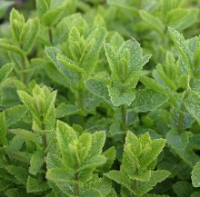 MUNT MAROKKAANSE Mentha spicata 'Moroccan'