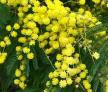 Mimosa dealbata