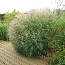 Miscanthus sin. 'Adagio' Miscanthus sin. 'Adagio'