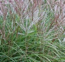 Miscanthus sin. 'Kleine Silberspinne' Miscanthus sin. 'Kleine Silberspinne'