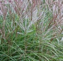 Miscanthus sin. 'Kleine Silberspinne'