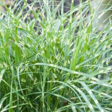 Miscanthus sin. 'Little Zebra'