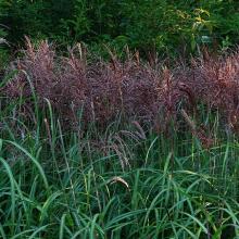 Miscanthus sin. 'Malepartus'