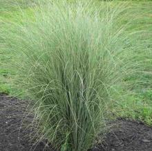 Miscanthus sin. 'Morning Light' Miscanthus sin. 'Morning Light'