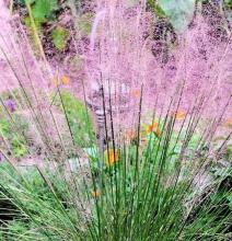 Miscanthus sin. 'Pink Cloud'