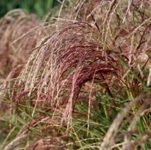 Miscanthus sin. 'Red Cloud'