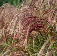 Miscanthus sin. 'Red Cloud' Miscanthus sin. 'Red Cloud'