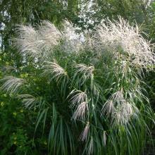 Miscanthus sin. 'Silberfeder' Miscanthus sin. 'Silberfeder'