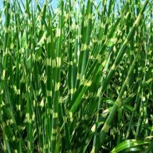 Miscanthus sin. 'Strictus'