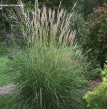 Miscanthus sin. 'Yakushima Dwarf'