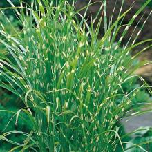 Miscanthus sin. 'Zebrinus' Miscanthus sin. 'Zebrinus'