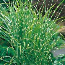 Miscanthus sin. 'Zebrinus'