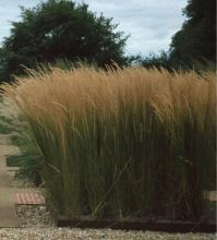 Molinia arund. 'Karl Foerster' Molinia arund. 'Karl Foerster'