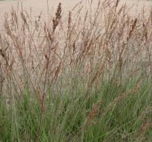 Molinia caer. 'Edith Dudszus'