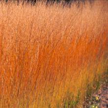 Molinia caer. 'Heidebraut'