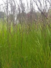 Molinia caerulea 'Heidezwerg' Molinia caerulea 'Heidezwerg'