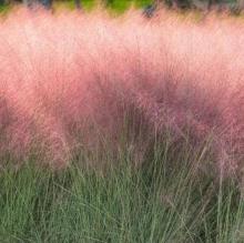 Muhlenbergia capilaris