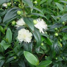 MYRTE Myrtus communis