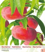 Nectarine 'FLATERYNA'