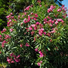 Nerium oleander