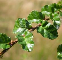 Nothofagus antarctica Nothofagus antarctica