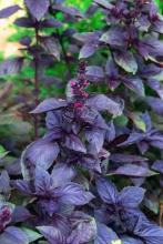 BASILICUM RODE Ocimum Basilicum BASILICUM RODE Ocimum Basilicum