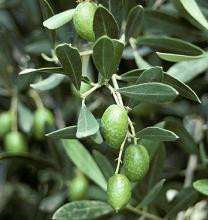 Olea europaea