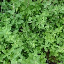 MARJOLEIN Origanum majorana