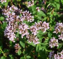 MARJOLEIN Origanum vulgare  'Compactum'