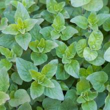 OREGANO Origanum vulgare Hirtum