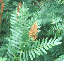 Osmunda regalis