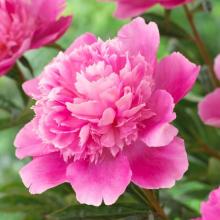 Paeonia (LD) 'Bouquet Perfect'