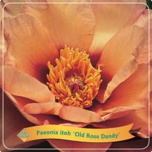 Paeonia itoh 'Old Rose Dandy'