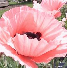 Papaver or. 'Prinzessin Victoria Louise'