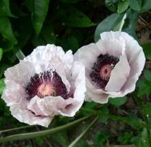 Papaver or. 'Perry's White'