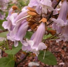 Paulownia tomentosa Paulownia tomentosa