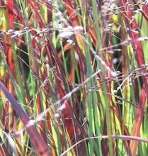 Panicum virg. 'Heiliger Hain' Panicum virg. 'Heiliger Hain'