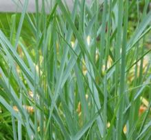 Panicum virg. 'Heavy Metal'