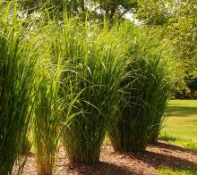 Panicum virg. 'Northwind' Panicum virg. 'Northwind'