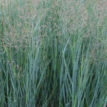 Panicum virg. 'Prairy Sky's'