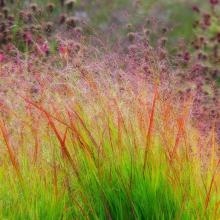 Panicum virg. 'Rehbraun'