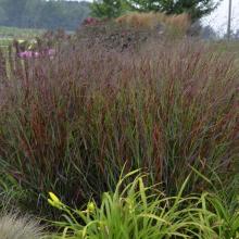 Panicum virg. 'Squaw'