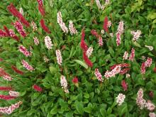 Persicaria affinis 'Darjeeling Red'
