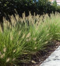 Pennisetum alopec. 'Hameln' Pennisetum alopec. 'Hameln'
