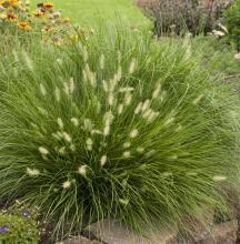 Pennisetum alop. 'Little Bunny' Pennisetum alop. 'Little Bunny'