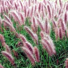 Pennisetum alop. 'Red Head'