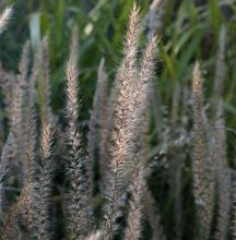 Pennisetum 'Fairy Tails' Pennisetum 'Fairy Tails'